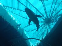Singapore Oceanarium - die Delphine &ndash; &copy; Marieta Beck (Eberhardt TRAVEL)
