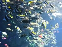 Singapore Oceanarium &ndash; &copy; Marieta Beck (Eberhardt TRAVEL)