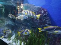 Singapore Oceanarium &ndash; &copy; Marieta Beck (Eberhardt TRAVEL)