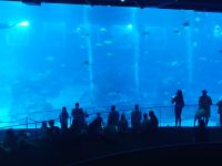 Singapore Oceanarium - das größte Aquarium der Welt &ndash; &copy; Marieta Beck (Eberhardt TRAVEL)