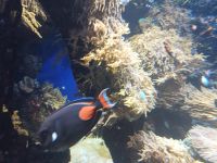 Singapore Oceanarium &ndash; &copy; Marieta Beck (Eberhardt TRAVEL)