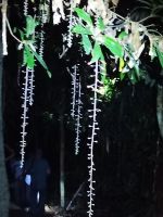 Nachtwanderung in Dschungel - Taman Negara &ndash; &copy; Marieta Beck (Eberhardt TRAVEL)