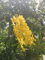 Orchidee mal im gelb -  Orchid Garden - Singapur  &ndash; &copy; Marieta Beck (Eberhardt TRAVEL)