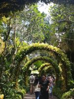 Und grüne Arkaden im Orchid Garden - Singapur  &ndash; &copy; Marieta Beck (Eberhardt TRAVEL)