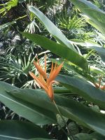 Strelicie im Orchid Garden - Singapur  &ndash; &copy; Marieta Beck (Eberhardt TRAVEL)
