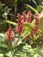 Im Pavillon in Orchid Garden - Singapur  &ndash; &copy; Marieta Beck (Eberhardt TRAVEL)