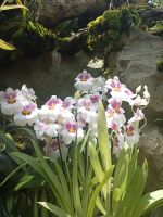 Orchid Garden - Singapur  &ndash; &copy; Marieta Beck (Eberhardt TRAVEL)
