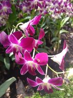 Orchideen in allen Farben und Formen - National Orchid Garden - Singapur &ndash; &copy; Marieta Beck (Eberhardt TRAVEL)