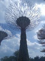 Und die Super Trees am Tag - Gardens by The Bay - Singapur &ndash; &copy; Marieta Beck (Eberhardt TRAVEL)