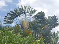 Fächerpalmen -  Orchid Garden - Singapur  &ndash; &copy; Marieta Beck (Eberhardt TRAVEL)