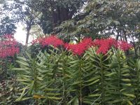 Orchid Garden - Singapur  &ndash; &copy; Marieta Beck (Eberhardt TRAVEL)