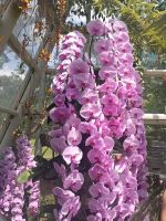 Im Pavillon in Orchid Garden - Singapur  &ndash; &copy; Marieta Beck (Eberhardt TRAVEL)