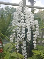 Im Pavillon in Orchid Garden - Singapur  &ndash; &copy; Marieta Beck (Eberhardt TRAVEL)