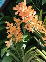 Orchideen in allen Farben und Formen - Orchid Garden - Singapur &ndash; &copy; Marieta Beck (Eberhardt TRAVEL)