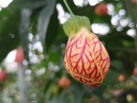 Blümchen wie ein Lampion -  Brinchang - Malaysia &ndash; &copy; Marieta Beck (Eberhardt TRAVEL)