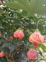  Kleine Lampions - Brinchang - Malaysia &ndash; &copy; Marieta Beck (Eberhardt TRAVEL)