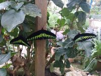 Exotische Schmetterlinge - Brinchag - Malaysia &ndash; &copy; Marieta Beck (Eberhardt TRAVEL)