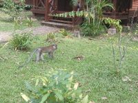 Schon wieder ein Besuch - vor der Lodge Taman Negara - Malaysia &ndash; &copy; Marieta Beck (Eberhardt TRAVEL)