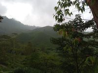 Teeplantagen soweit das Auge reicht - Malaysia &ndash; &copy; Marieta Beck (Eberhardt TRAVEL)