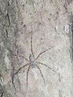 Nachtwanderung in Dschungel - Spinne - Taman Negara &ndash; &copy; Marieta Beck (Eberhardt TRAVEL)