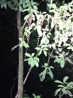 Nachtwanderung in Dschungel - Taman Negara &ndash; &copy; Marieta Beck (Eberhardt TRAVEL)