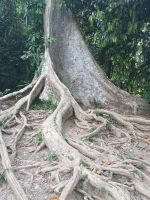 Die Bäume und Ihre Wurzeln - Taman Negara Nationalpark - Malaysia  &ndash; &copy; Marieta Beck (Eberhardt TRAVEL)
