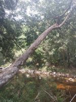 Die Bäume über den Fluß  - Taman Negara - Malaysia &ndash; &copy; Marieta Beck (Eberhardt TRAVEL)