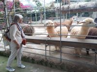 Marieta spricht mit den Lamas -  Brinchang - Malaysia &ndash; &copy; Marieta Beck (Eberhardt TRAVEL)