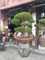  Bonsai in der Straßen von Georgetown - Malaysia  &ndash; &copy; Marieta Beck (Eberhardt TRAVEL)