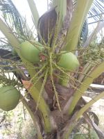 Die Palmenfrüchte - Malaysia  &ndash; &copy; Marieta Beck (Eberhardt TRAVEL)