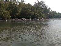 Unberührte Natur am Fluß - Vögel und viele Tiere haben hier Ihre Lebensräume - Penang - Malaysia  &ndash; &copy; Marieta Beck (Eberhardt TRAVEL)