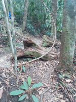 Wanderung in Taman Negara - Malaysia  &ndash; &copy; Marieta Beck (Eberhardt TRAVEL)