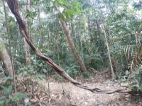 Wanderung in Taman Negara - Malaysia  &ndash; &copy; Marieta Beck (Eberhardt TRAVEL)
