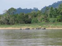 Taman_Negara_Bootsfahrt_zum_Resort