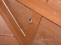 Taman_Negara_Dschungelwanderung_IMG_0146