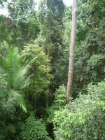 Taman_Negara_Canopy_Walk_P1050063