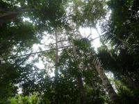 Taman_Negara_Canopy_Walk_P1050065
