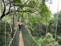 Taman_Negara_Canopy_Walk_IMG_0148
