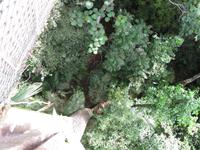 Taman_Negara_Canopy_Walk_IMG_0152