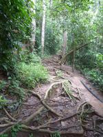 Taman_Negara_Dschungelwanderung_P1050067