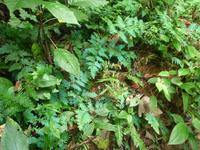 Taman_Negara_Dschungelwanderung_P1050068