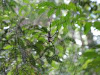 Taman_Negara_Dschungelwanderung_IMG_0184