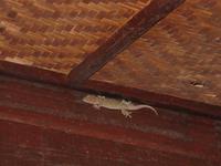 Taman_Negara_Mutiara_Resort_Tiere_IMG_0202