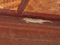 Taman_Negara_Mutiara_Resort_Tiere_IMG_0204