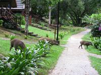 Taman_Negara_Mutiara_Resort_Tiere_IMG_0205