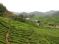 Cameron_Highland_Teeplantage_IMG_0223
