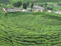 Cameron_Highland_Teeplantage_IMG_0225
