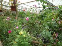 Cameron_Highland_Rosenfarm_P1050134