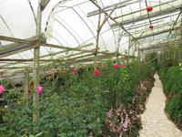 Cameron_Highland_Rosenfarm_IMG_0231