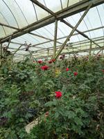 Cameron_Highland_Rosenfarm_P1050136